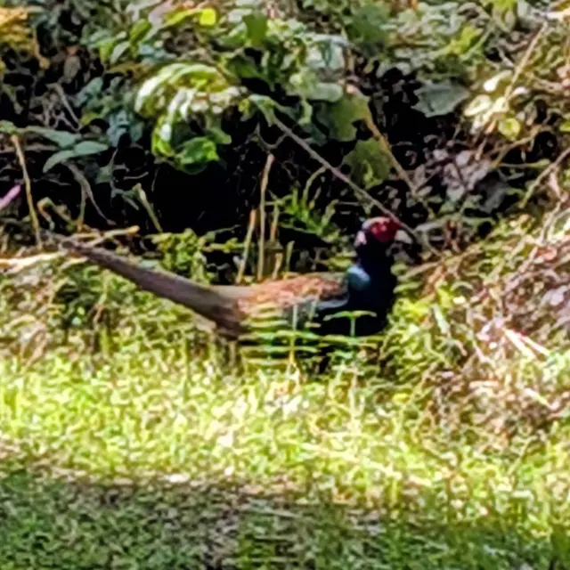 うちのすぐ近くにキジを見た日。
 (線路横やのに、そないに山やないのに、キジおるねんねー💦)
 
納棺師としてお世話になっているお葬儀やさんの感謝祭にお邪魔してきました(^-^)
 
メインイベントはマグロの解体ショー🐟💜🍣
 
黒潮市場でみたことはあるけど、こんな丁寧に説明してもらっては初めて！
 
お後のお楽しみは、しーすー🍣
 
ご馳走様でした🙏
 
 
しかし、キジさん、何してはってんやろー。
 
#キジ
#野生のキジ
#奈良の風景
#御所市
#奈良南部
#日常の楽しみ
#マグロ解体ショー
#しーすー
#小さな葬儀屋
#ツナグ葬祭