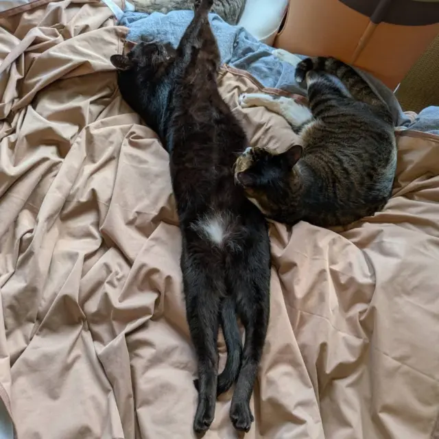 奈良市 ご自宅→ 奈良市 ご自宅 ⁡
⁡→ 御所市 かもきみの杜⁡⁡
⁡と珍しく立て続けにお葬儀させていただきました。⁡⁡
⁡こんな小さなお葬儀屋さんを見つけて下さりありがとうございます(⁎ᴗ͈ˬᴗ͈⁎)
⁡ ⁡
⁡無事お手伝いできたーと、ほっとした気持ちを表すような🐱⁡
⁡ ⁡
こびちゃんの、⁡全力のび眠り(*＝＝).。⁡
⁡ ⁡
⁡これ、のびしてるんやなく、寝てはりますねん。⁡
⁡どの角度から見ても、ピーーーン🐈‍⬛⁡
⁡ ⁡
⁡びんちゃんはいつものおなか枕ฅ^•ω•^ฅ⁡
⁡ ⁡
⁡ #癒しの時間⁡
⁡ #実は手の奥につるちゃんもいるよ⁡⁡
⁡ #グレーのつるちゃんは長男
⁡ #黒猫こびんは次男です⁡
⁡ #びんちやんは三男