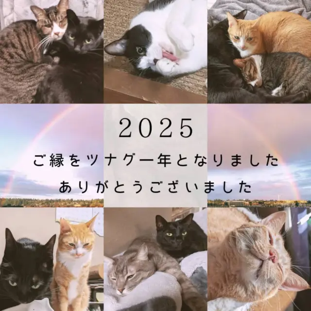 2025年もご縁をいただき、ありがとうございました。⁡
⁡⁡ ⁡
⁡ #猫たちからもご挨拶⁡
⁡ #想いをつなぐツナグ葬祭⁡
⁡