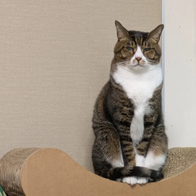 悲しすぎてやる気もでんから、うちの癒しのびんちゃんをみて癒されることにしたけど、⁡
⁡びんちゃんも微妙な顔しとる、、、⁡
⁡ ⁡
⁡鈴木誠也さんのお体がどうか無事でありますように。
⁡ ⁡
⁡ #お気に入りの爪とぎ⁡
⁡ #アンニュイな顔しとる⁡
⁡ #WBC2026 ⁡
⁡ #お疲れ様でした⁡
⁡ #たまに写る能見さんが素敵でした