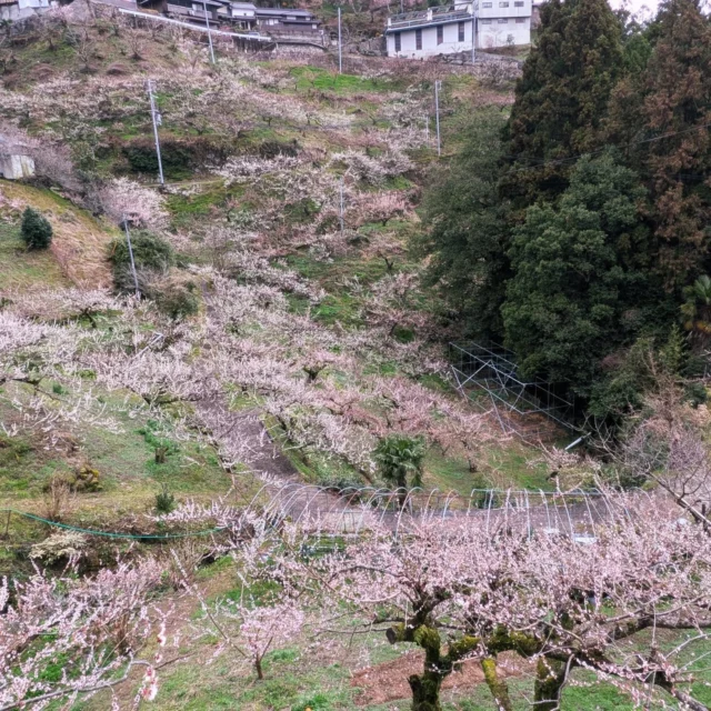 スキマ時間に梅、、、⁡
⁡一目万本と言われる賀名生⁡
⁡一目二十本くらいやった、、、⁡
⁡ちょっと遅かった⁡ー >3<
⁡ ⁡
車降りて山並み撮影してたら、車進んどるがな🚗³₃⁡
⁡山に置き去りにされるとこやった(¯―¯💧)⁡
歩いて下山は厳しーいᨒ𖡼.𖤣𖥧⁡⁡
⁡ ⁡
⁡ #旦那氏のしわざ⁡
⁡⁡ #賀名生梅林⁡
⁡ #タイミング遅し⁡
⁡ #南朝の歴史  #賀名生の里
