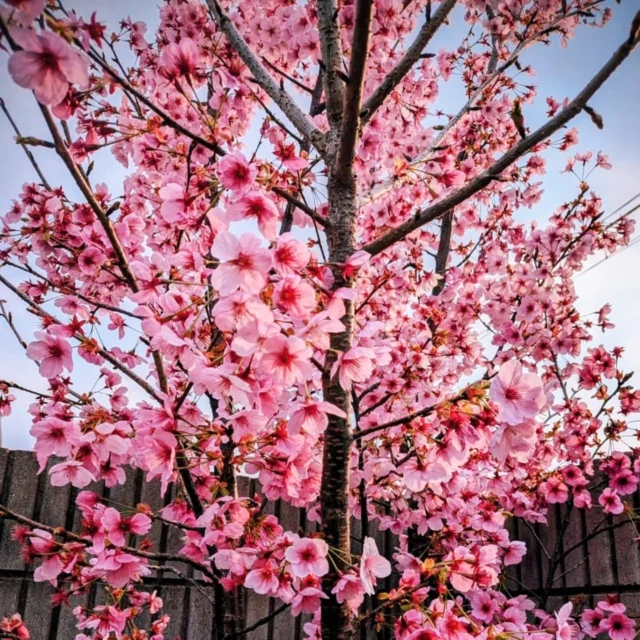 あっという間に咲いて、あっという間に散っちゃう桜🌸⁡
陽光桜も御所の川沿いの桜もキレイに満開です
⁡ ⁡
⁡あたたかくなりソロ寝が増えてきたぬこ様たち⁡
⁡⁡
⁡陽光桜とタンポポ、そしてソロ寝のぬこず ⁡
⁡これが我が家の春の訪れのサイン⁡⁡
⁡⁡ ⁡
⁡ 
今年もこの季節を迎え、桜を見ることができました。⁡
私たち葬儀屋の日常は、「桜を見られることは当たり前ではない」と気付かされる時間の連続です。⁡
だからこそ、今年もまた桜に会えた🌸とその喜びを噛み締めながら、この短いシーズンを過ごしています。
⁡ ⁡
⁡ #謎に撮り鉄さん風を一枚忍ばせてみた⁡
⁡ #ここんとこ忙しくて腰いわしぎみ⁡⁡
⁡ #疲れを癒す花と猫
⁡ #陽光桜が誕生したエピソードを毎年思い出し噛み締めながら平和を願う