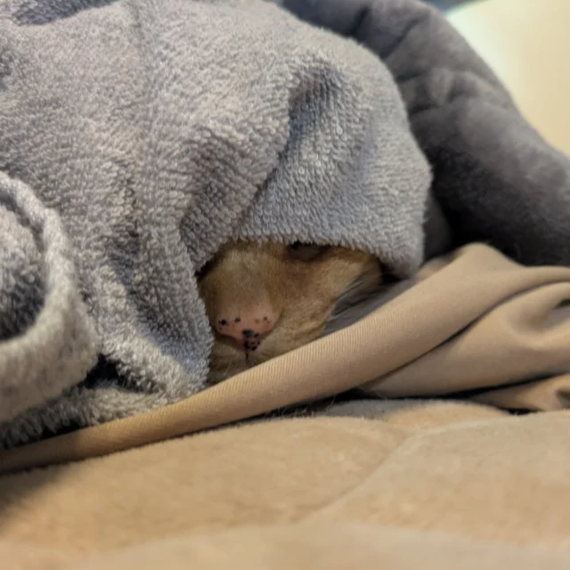 布団をなにげに⁡覗いて見たら、湘南乃風の人みたいになってるロロちゃんが潜んでた⁡
⁡ ⁡
⁡タオル回しそうになったわ！⁡
⁡ ⁡
⁡ #末っ子長女ロロちゃん⁡⁡
⁡ #本名はろびんちゃん
⁡ #潜りグセあり⁡