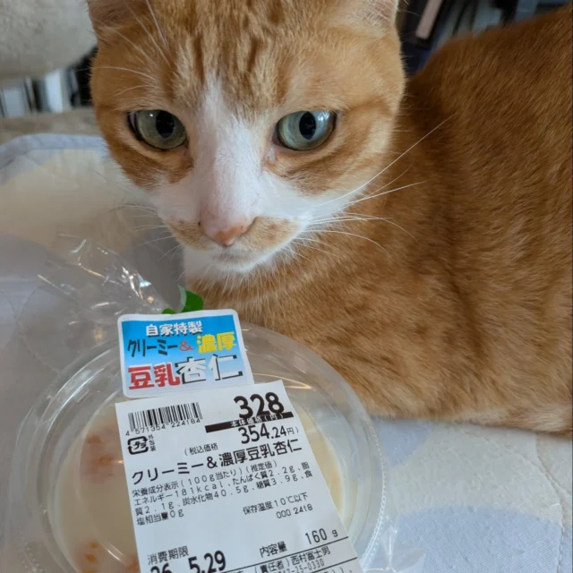 ブログを仕上げるお供にいただく、五條市の伊勢屋豆腐さんの杏仁豆腐✨⁡
⁡ ⁡
伊勢屋豆腐さんのこんにゃくの天ぷらの大ファンで、よく買いに行くのですが、セットで必ず買うのはこの杏仁豆腐❤⁡
⁡今回は、和からし入の『雷鳥の玉子』もあった！⁡
⁡これもおいしいんですよー😊⁡
⁡ ⁡
⁡時々ある、豆乳のかぼちゃプディングもおいしおすー😋⁡⁡⁡
⁡⁡ ⁡
⁡写真撮ろうと思ったらすぐ群がる我が子達🐈‍⬛⋆͛*͛🩷
⁡ ⁡
⁡というわけで、前回のブログの後続ブログアップしてます。⁡
⁡誰が興味あんねん。の内容ですが、私が興味あったんで書きましたー📓