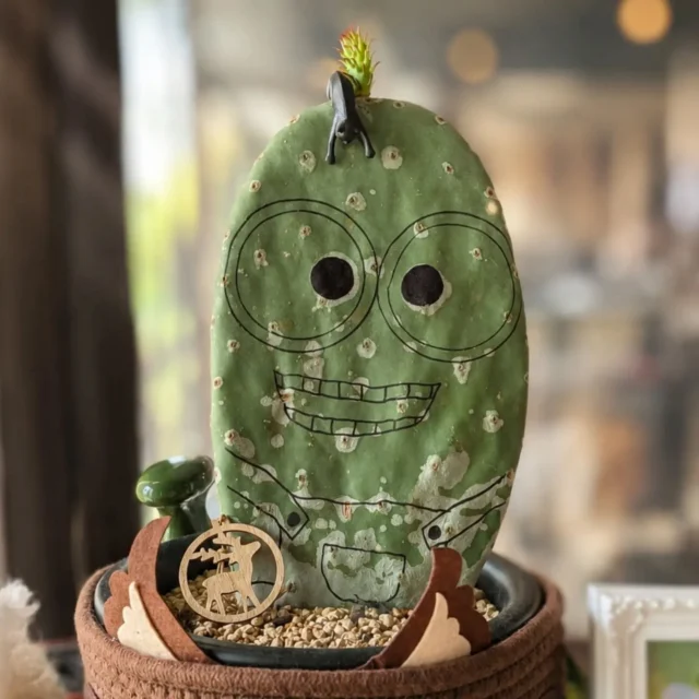 今年の2月に植木屋さんで見かけて、お迎えしたサボテンくん⁡
⁡ ⁡
⁡この顔やから、安かったんか、売れ残りやからこの顔になったんか分からんけど、なんせすごいお安くなってて連れて帰ってきてんけど、、、⁡
⁡ ⁡
⁡毛生えた！⁡
⁡ ⁡
⁡2月の画像を振り返ると、もう物足りなさしか感じない。(タージンさんに見えんこともないしやな)⁡
⁡ ⁡
⁡という訳で、経過を見守ることにします(●´ω`●)⁡⁡
⁡ ⁡
⁡ #黒猫が盛り上がってなくてよかった⁡
⁡ #ウチワサボテンらしい⁡
⁡ #調べたら花やなく新芽らしい⁡
⁡ #今はツンツンやけどうちわがもう一枚できたみたいになるらしい⁡
⁡ #ツンツンのままでええのにな